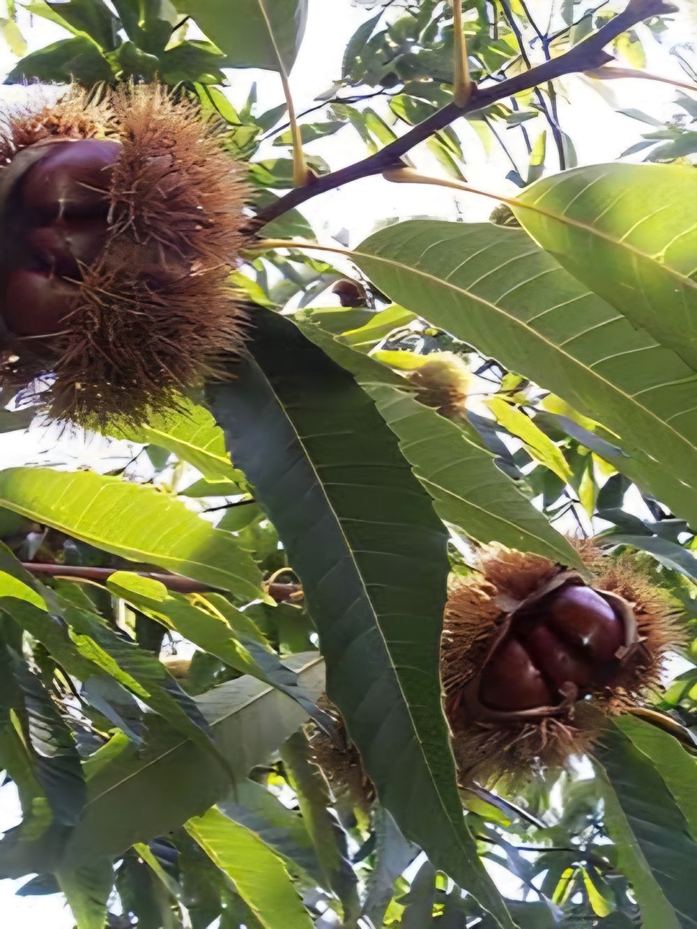 Chestnut Marone (45lt)