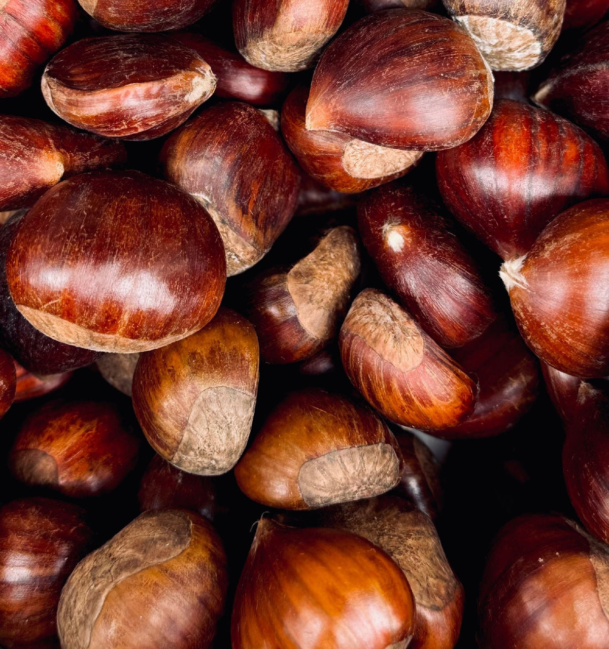 Chestnut Wandiligong Wonder (45lt)