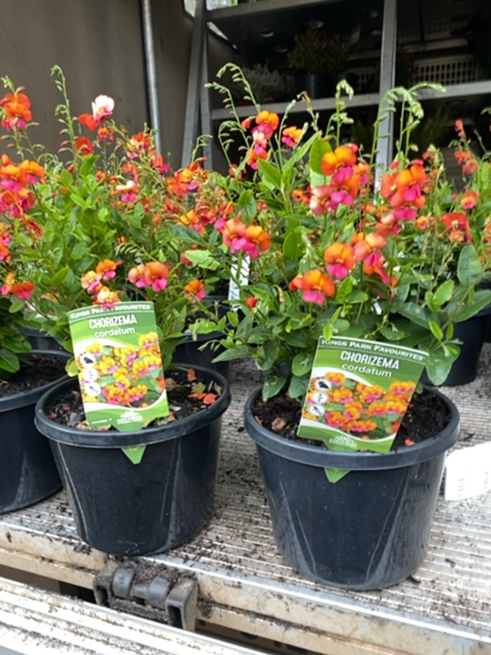 CHORIZEMA CORDATUM HEART LEAF FLAME PEA (14CM)