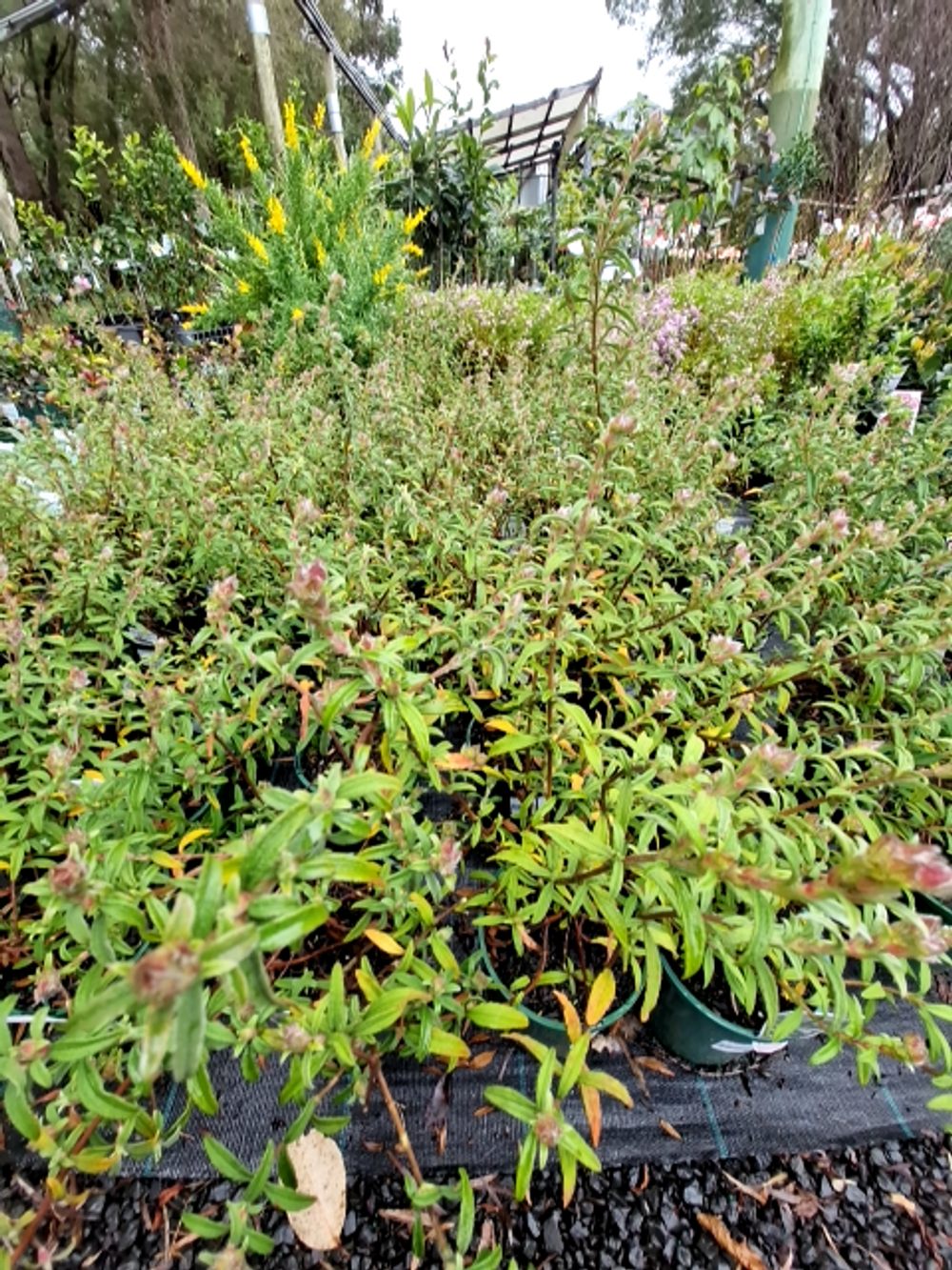 CISTUS GRAYSWOOD PINK (14CM)