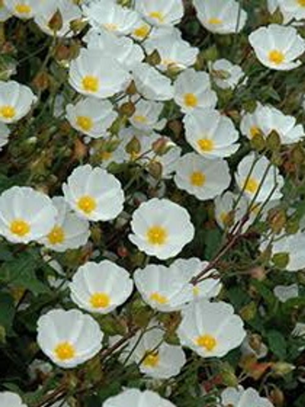 Cistus x hybridus Mounding Rock Rose (14cm) – Everyday Potted Plants