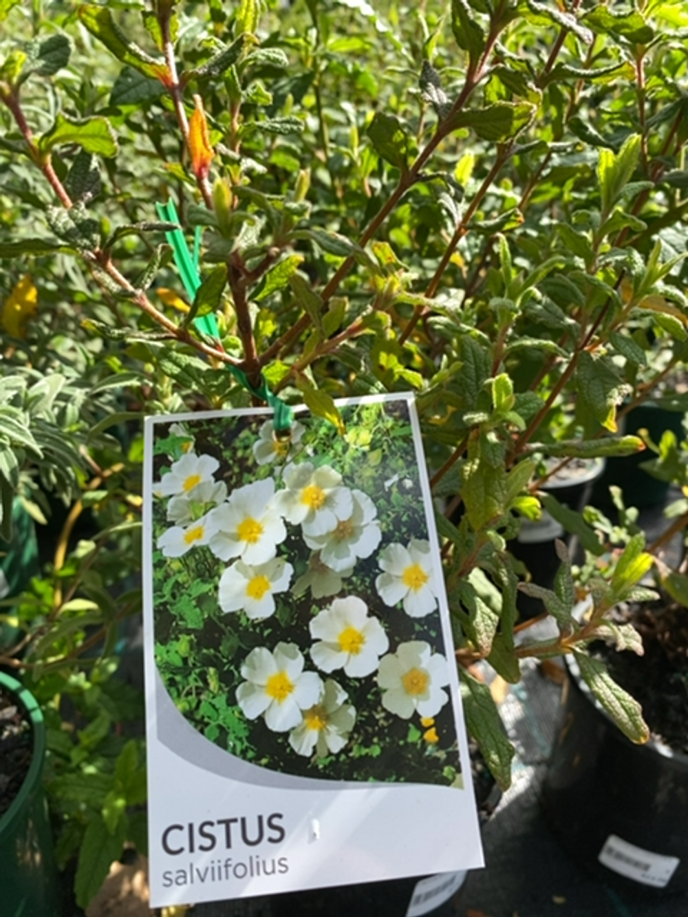 CISTUS SALVIFOLIUS SAGE LEAF ROCK ROSE (14CM)