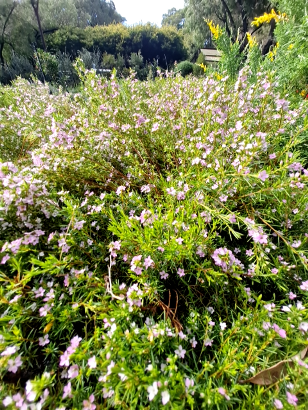 Coleonema compactum Red Velvet disoma (20cm)