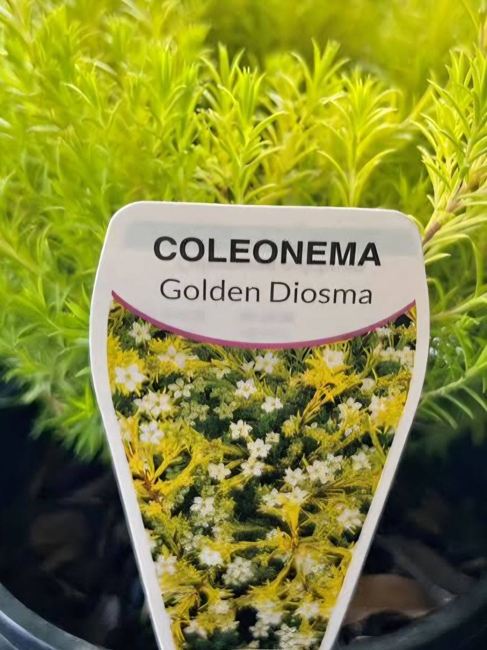 Coleonema Golden Sunset Diosma (20cm)
