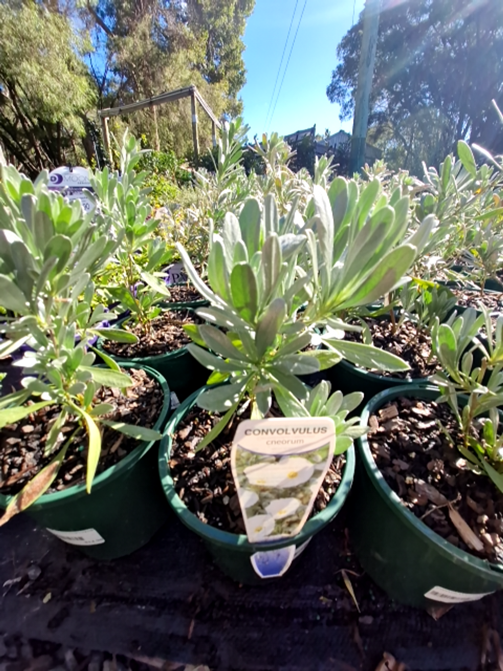 CONVOLVULOUS CNEORUM SILVER BUSH (14CM)