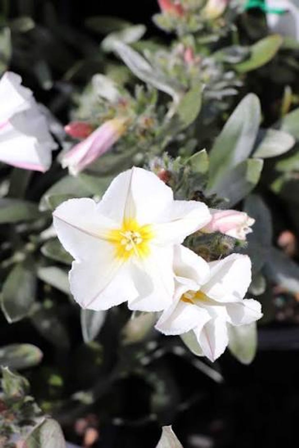 Convolvulus cneorum Silverbush (14cm)