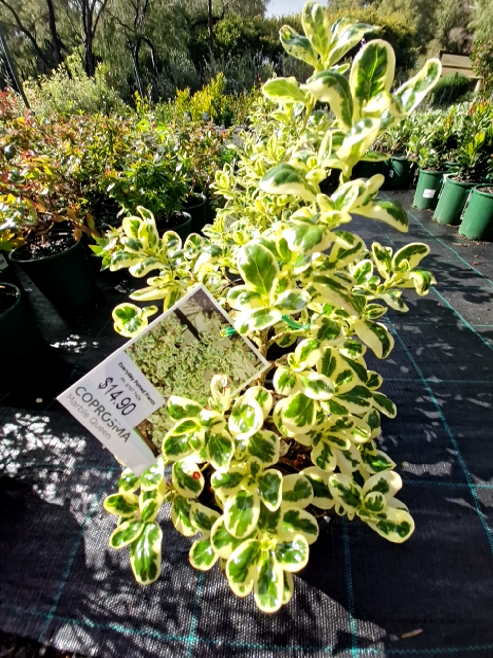 Coprosma Marble Queen (14cm)