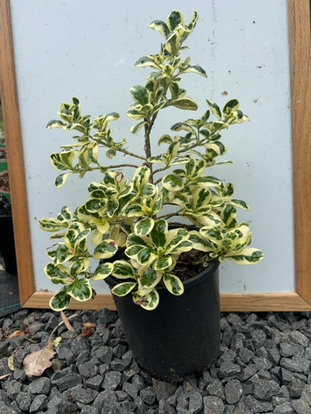 COPROSMA MARBLE QUEEN (20CM)