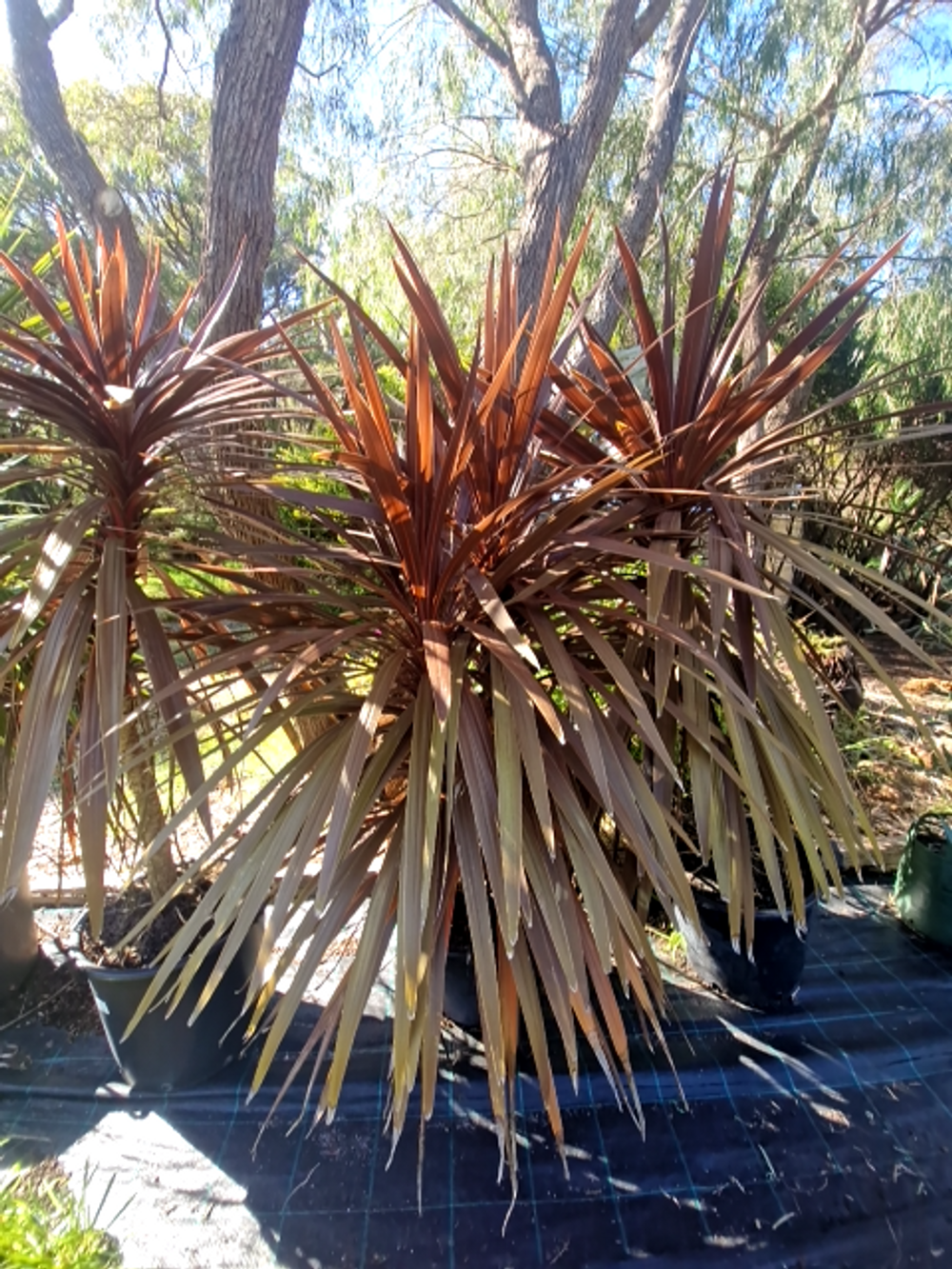 CORDYLINE RED STAR (35LT)