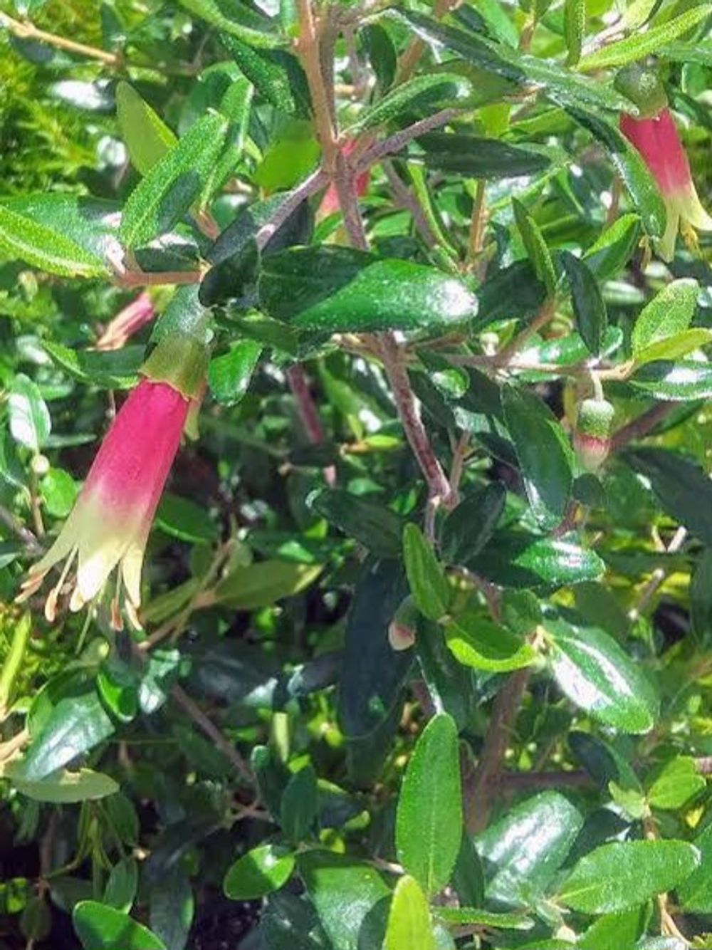CORREA DECUMBENS (14CM)