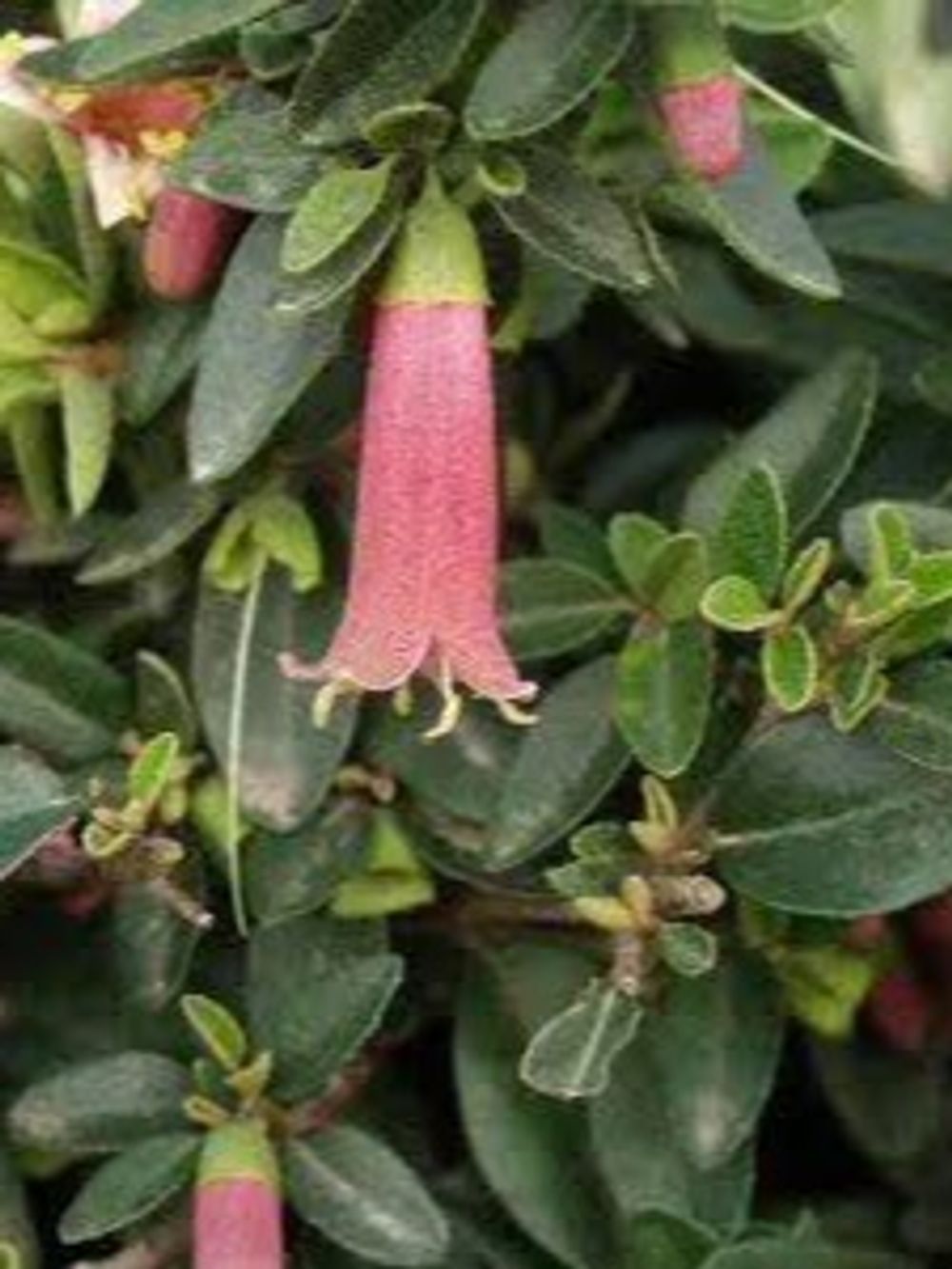 CORREA DUSKY BELLS (14CM)