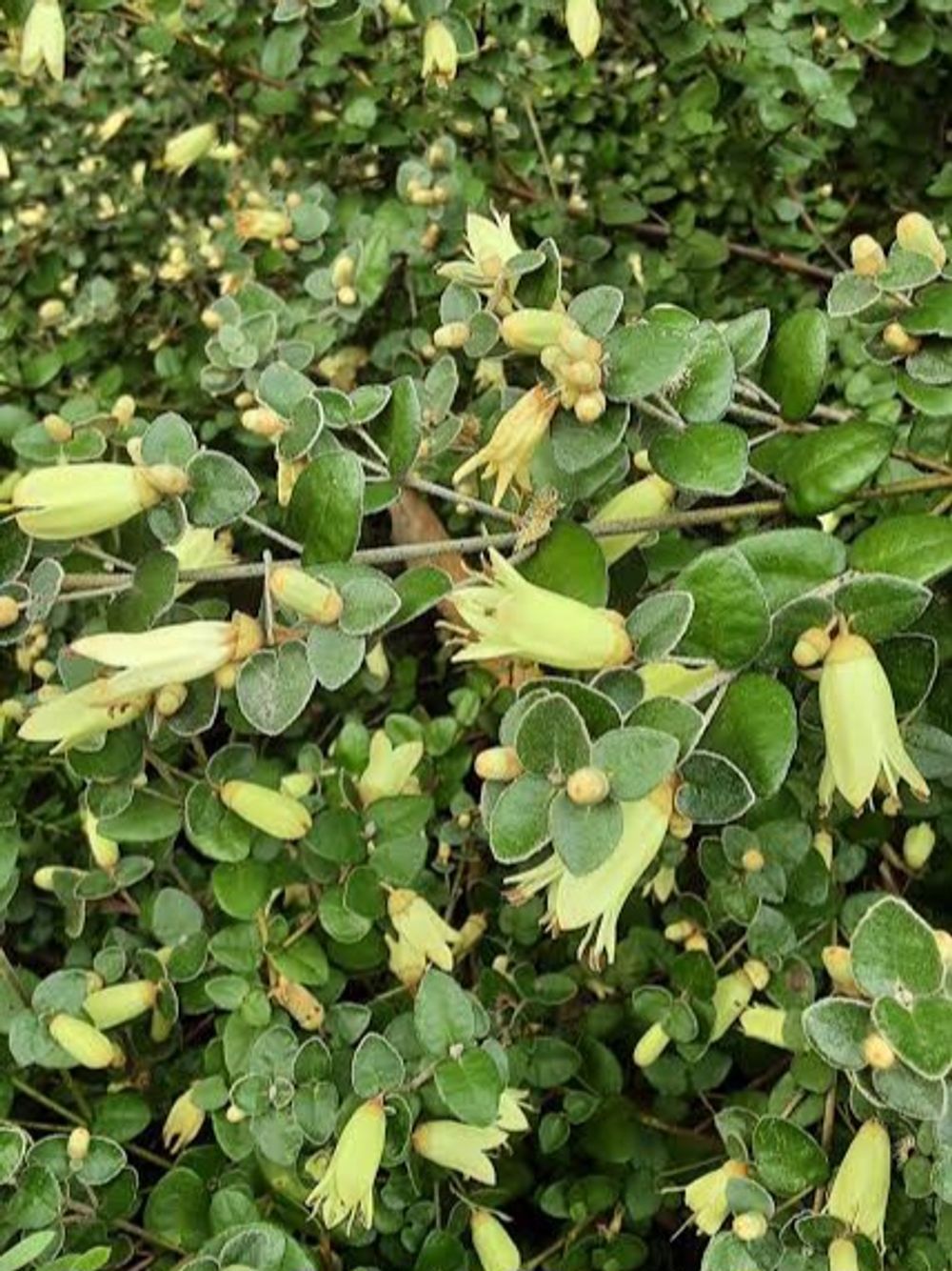 CORREA LEMON TWIST (14CM)