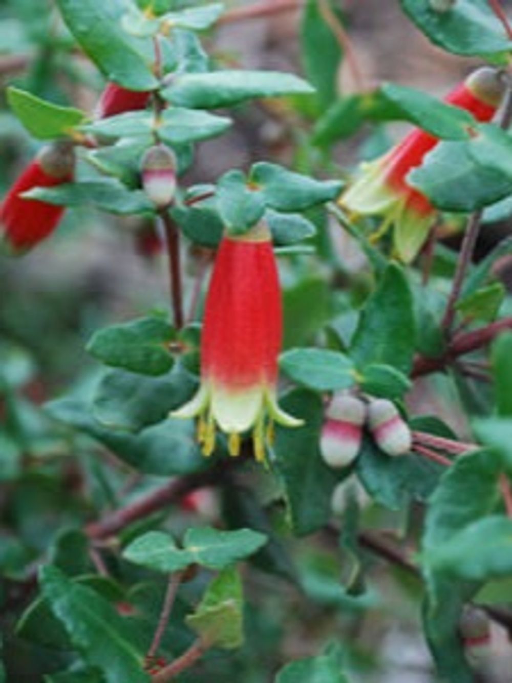 CORREA TUCKER TIME DINNER BELLS (14CM)