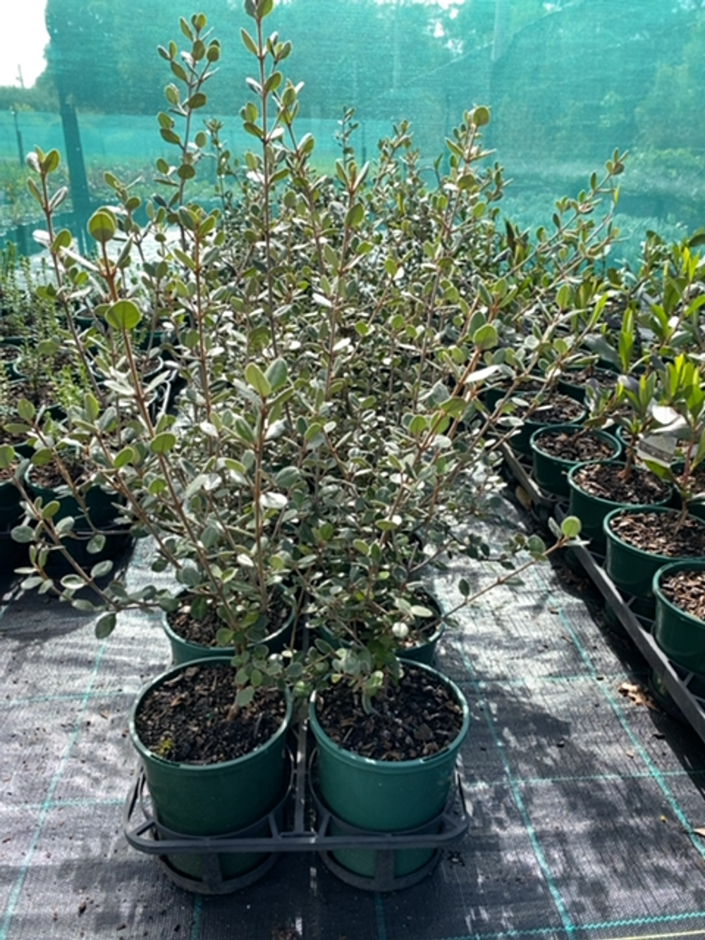 CORREA ALBA COASTAL PINK (14CM)