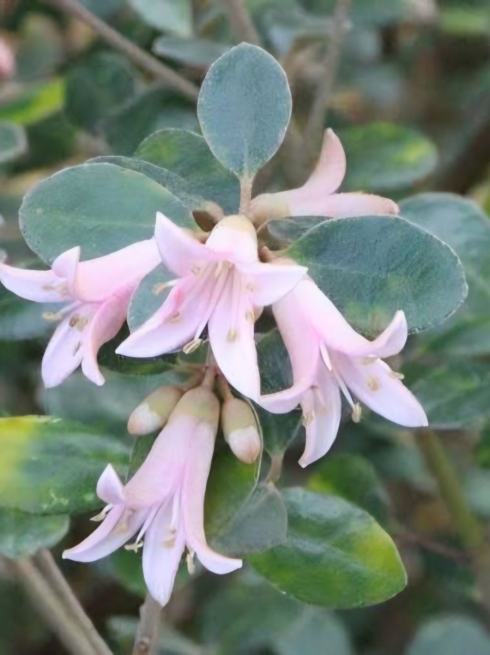 Correa Coastal Pink (14cm)