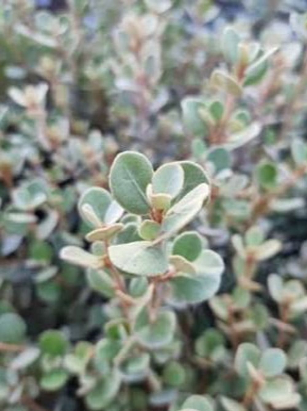 CORREA ALBA COMPACT FORM (14CM)