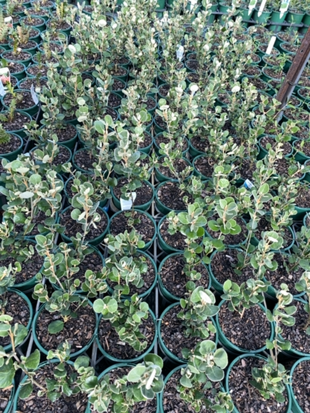 CORREA ALBA (14CM)