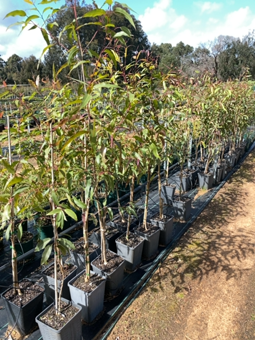CORYMBIA CITRIODORA LEMON SCENTED GUM (6LT)