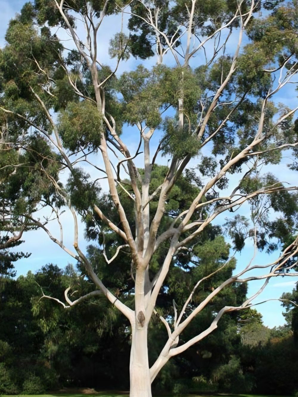 Corymbia citriodora Lemon Scented Gum (6lt)
