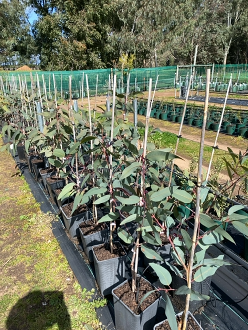 CORYMBIA EXIMIA NANA (6LT)