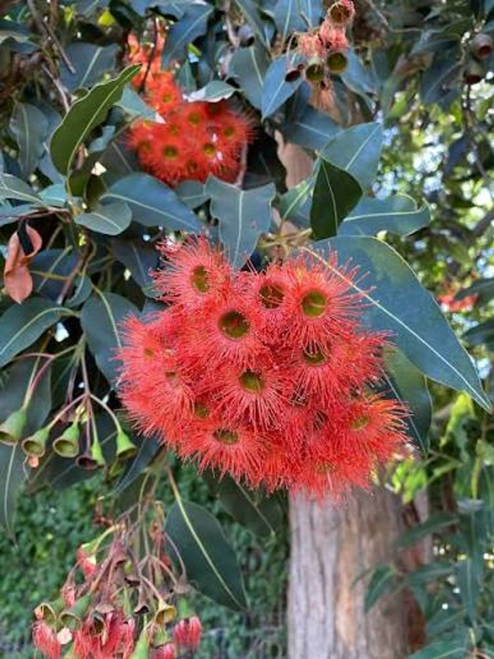 Corymbia ficifolia Red Flowering Gum (6ltr)