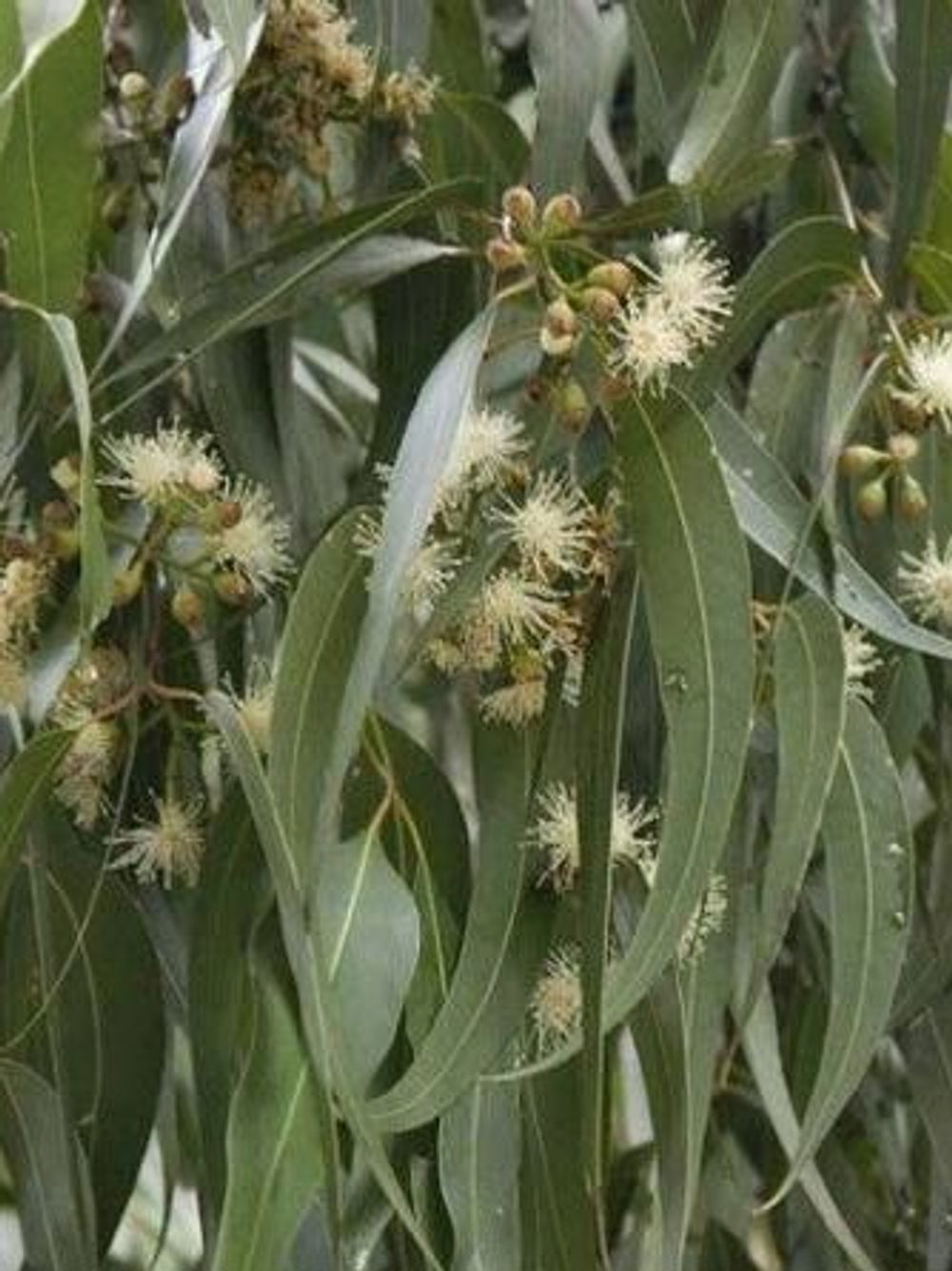 CORYMBIA MACULATA SPOTTED GUM (6LT)