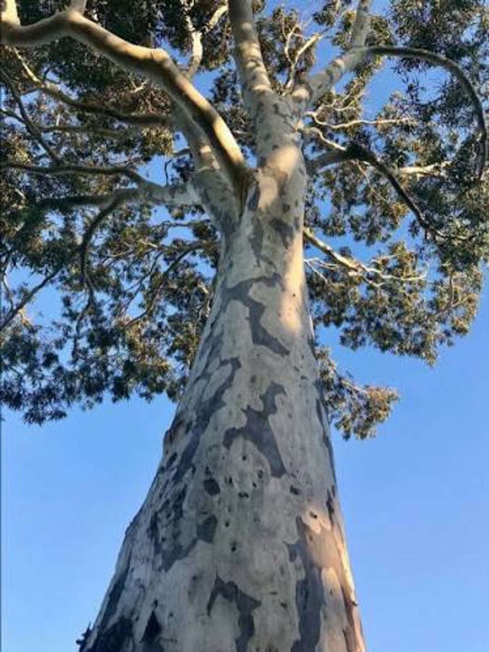 CORYMBIA MACULATA SPOTTED GUM (6LT)