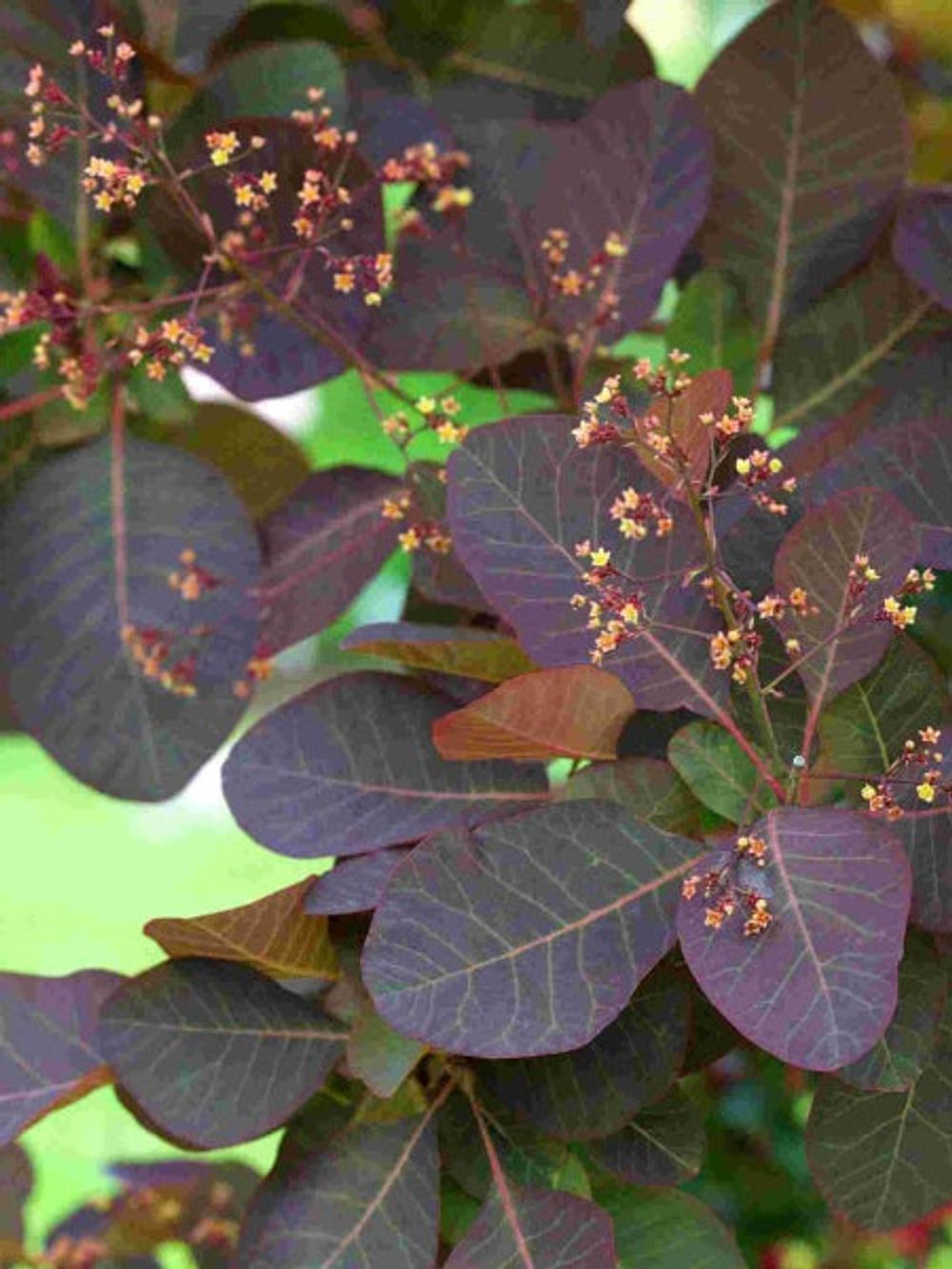 Cotinus coggygria Grace Smoke Bush (15lt)