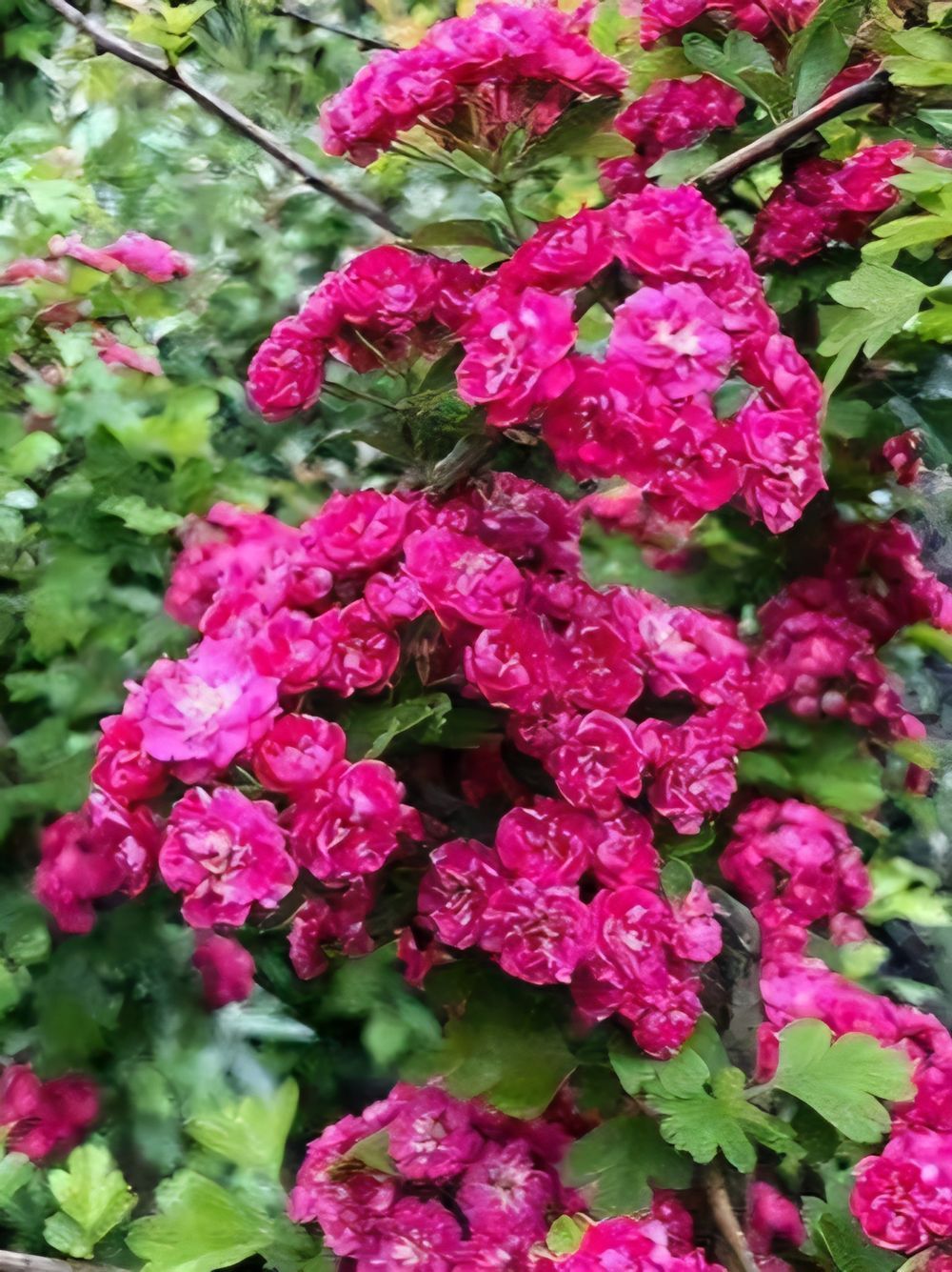 Crataegus laevigata Paul Scarlet (35lt)