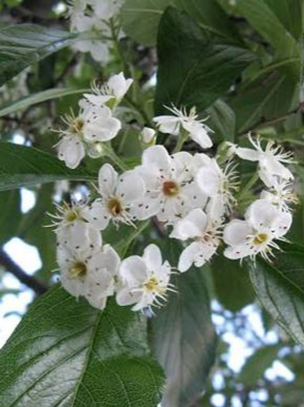 Crataegus carrierei  Hawthorn (35lt)