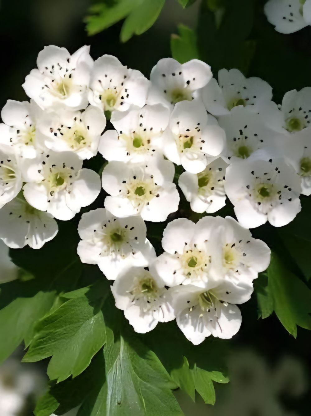 Crataegus cordata phaenopyrum Washington Thorn (35lt)