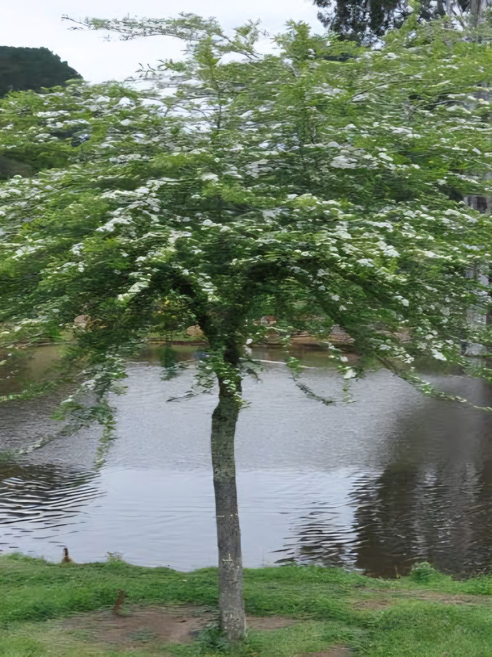 Crataegus pyracanthifolia horizontalis Tall Standard (45lt)