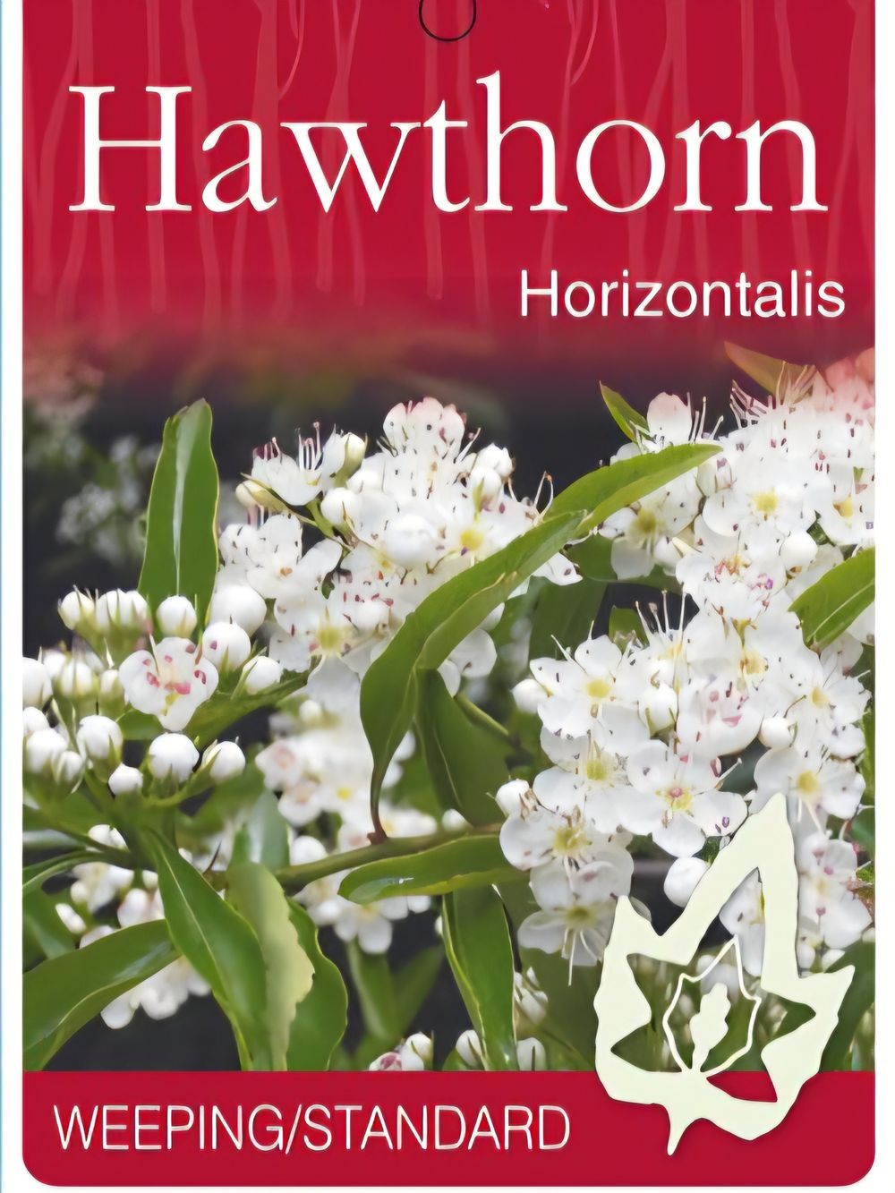 Crataegus pyracanthifolia horizontalis Tall Standard (45lt)