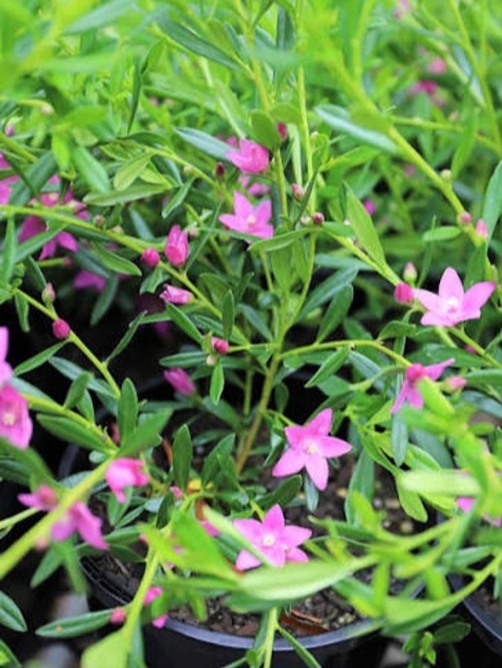 CROWEA LITTLE ROCK STAR (14CM)