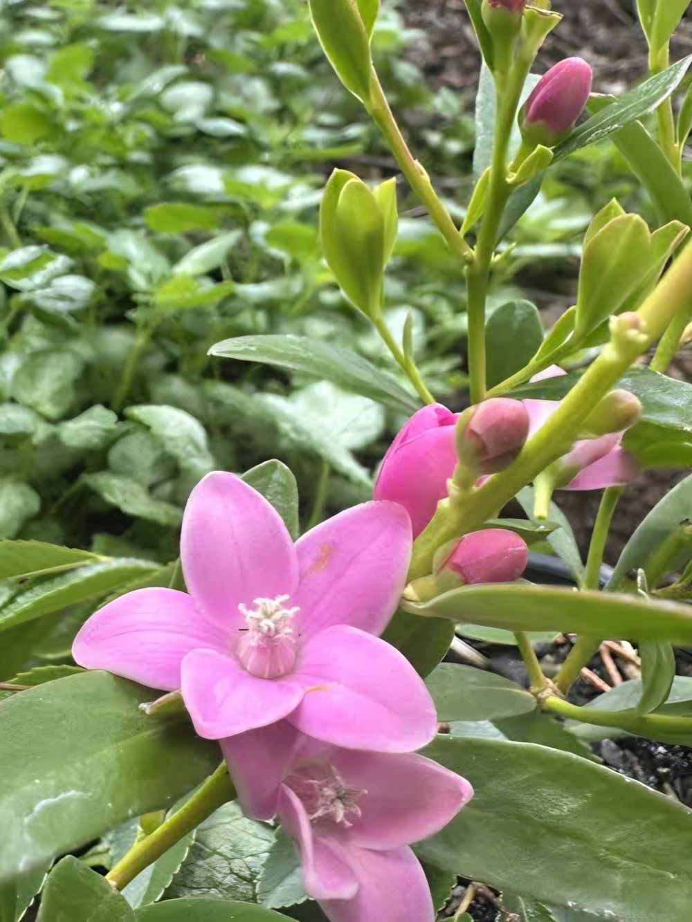 Crowea hybrid Poorinda Ecstasy (14cm)