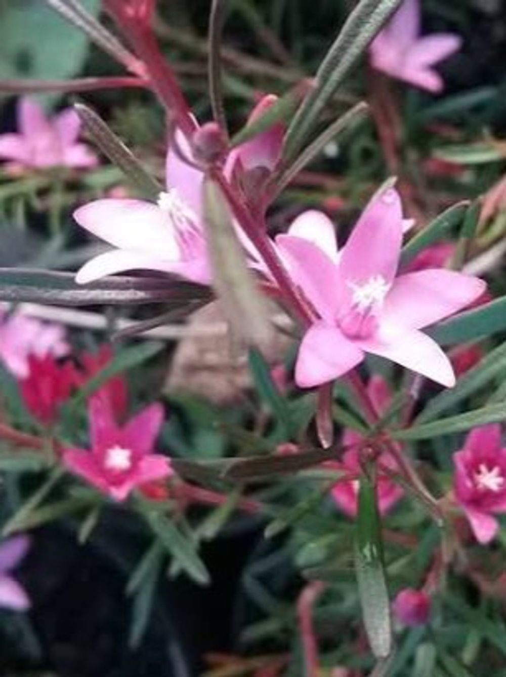 CROWEA SOUTHERN STARS (14CM)