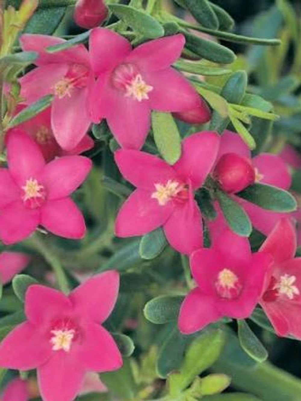 CROWEA SYMPHONY (14CM)