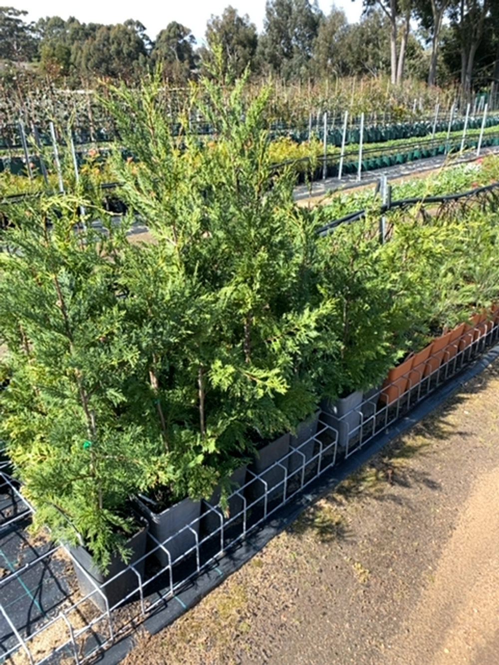 CUPRESSUS LEYLANDII LEIGHTONS GREEN (6LT)