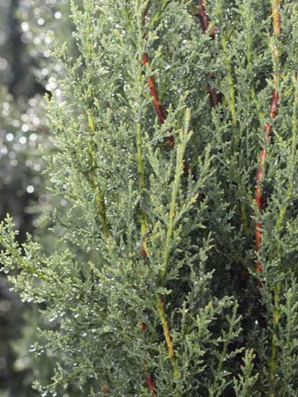 Cupressus sempervirens Glauca Blue Italian Cypress (20cm)