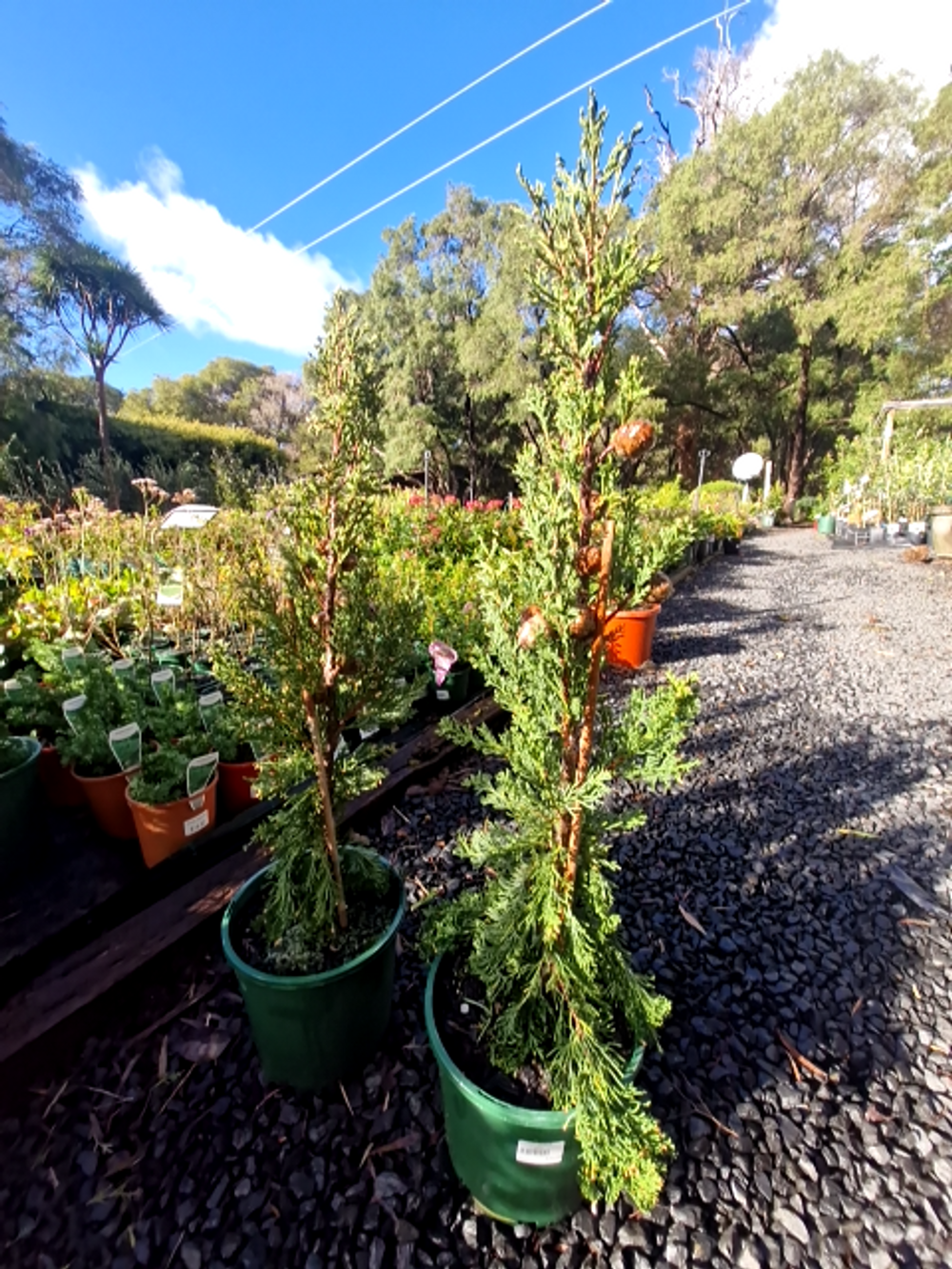 Cupressus Stricta Italian Cypress (30cm)