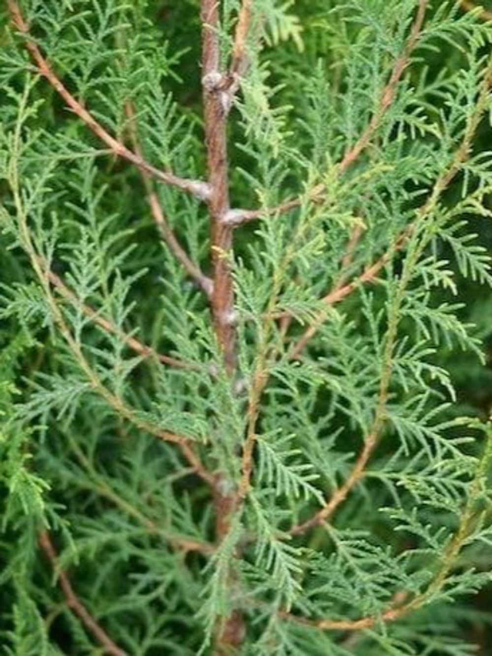 Cypress torulosa Himalayan/Bhutan (35lt)