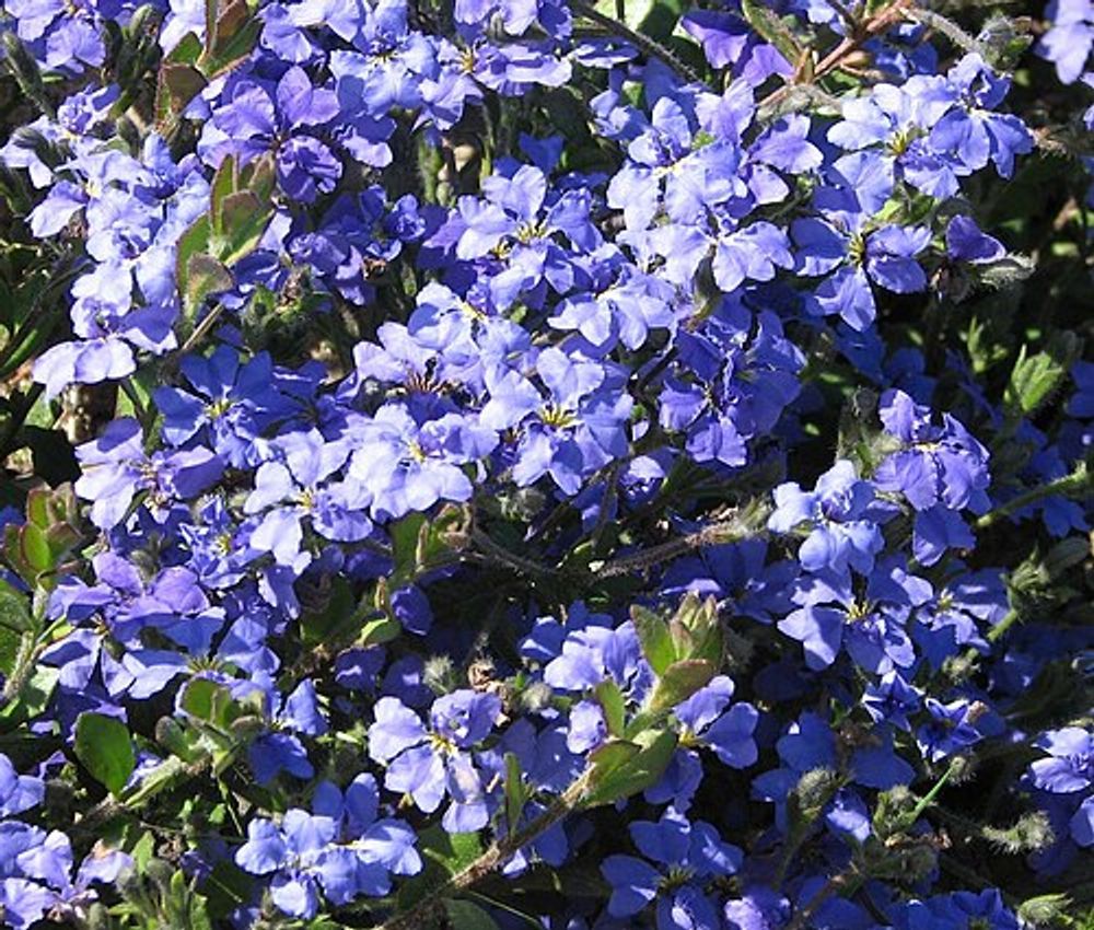 Dampiera linearis Cobalt Mound (14cm)