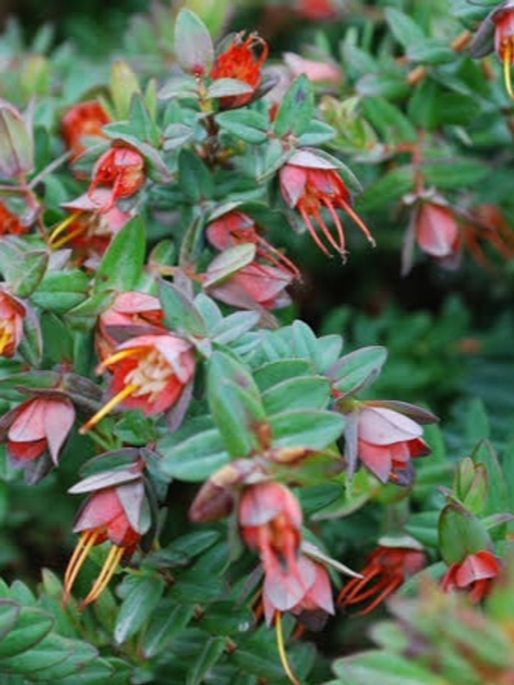 Darwinia citriodora Seaspray (14cm)