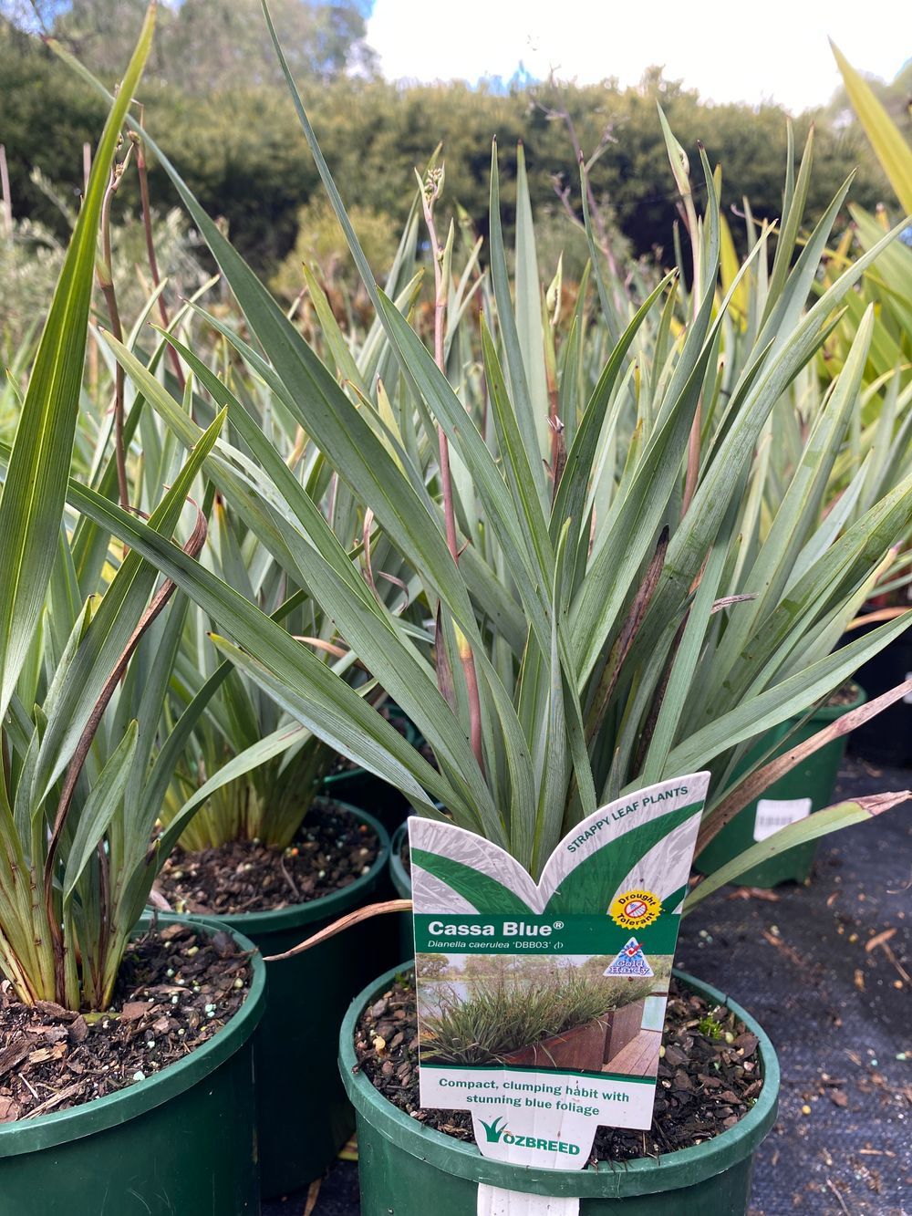 Dianella caerulea Cassa Blue PBR (14cm)
