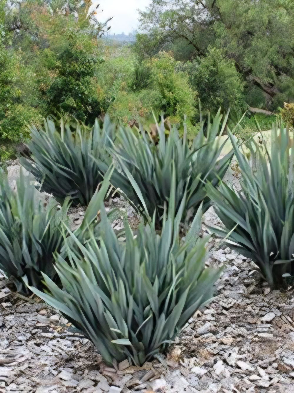 Dianella hybrid Clarity Blue PBR (14cm)