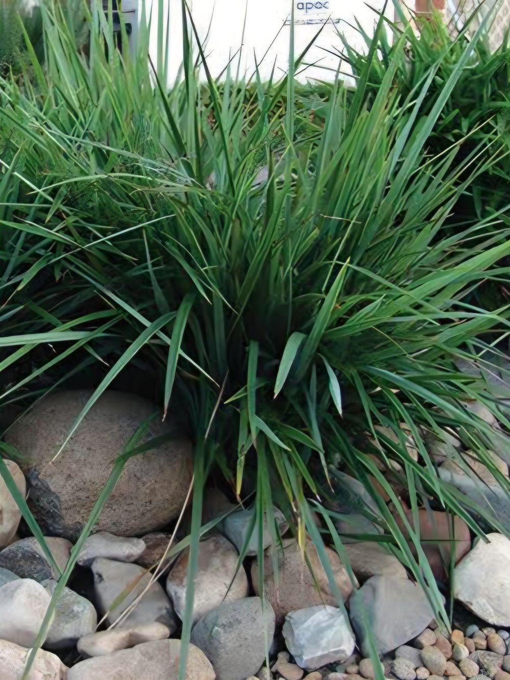 Dianella Tasred PBR (17cm)