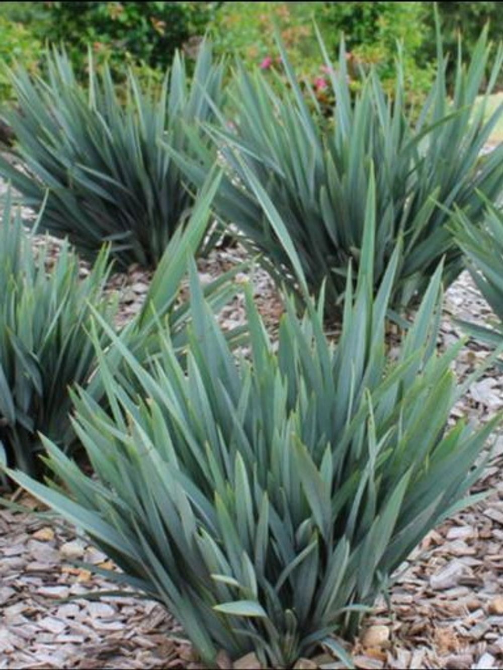 DIANELLA LITTLE JESS (14CM)