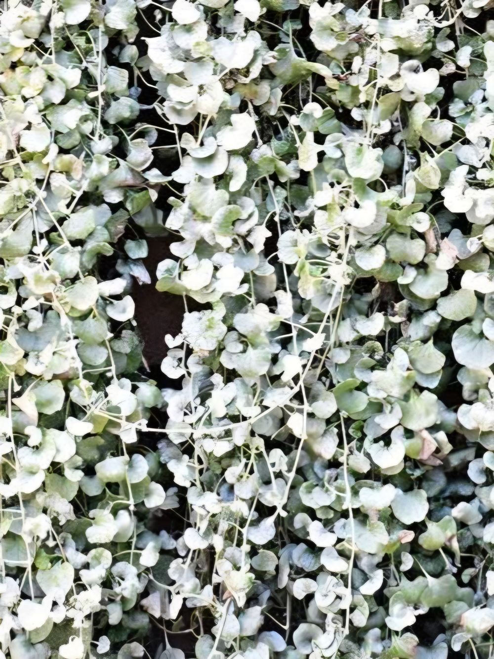 Dichondra Silver Falls (14cm)