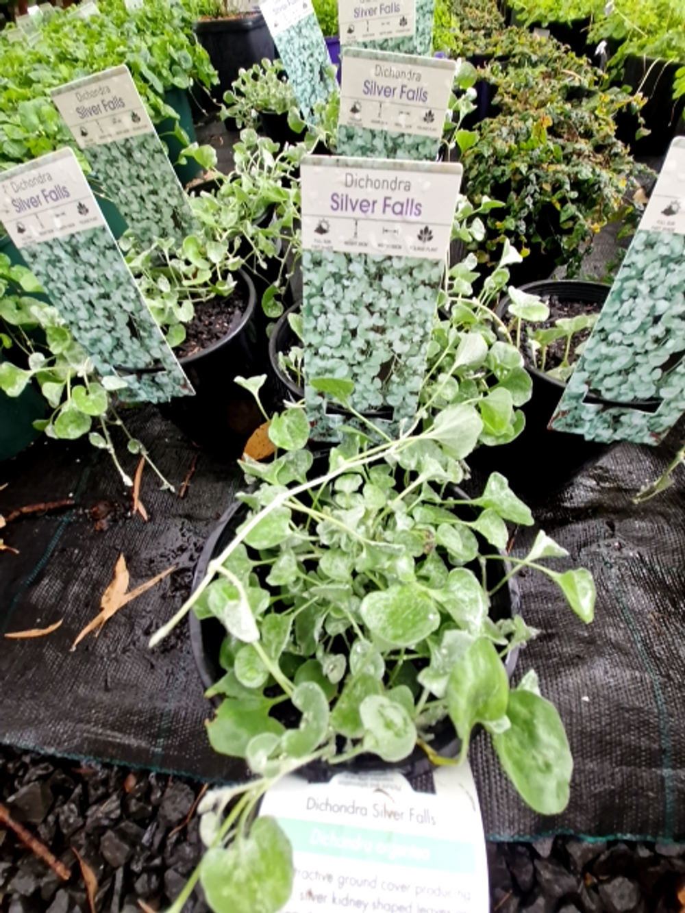 Dichondra Silver Falls (14cm)