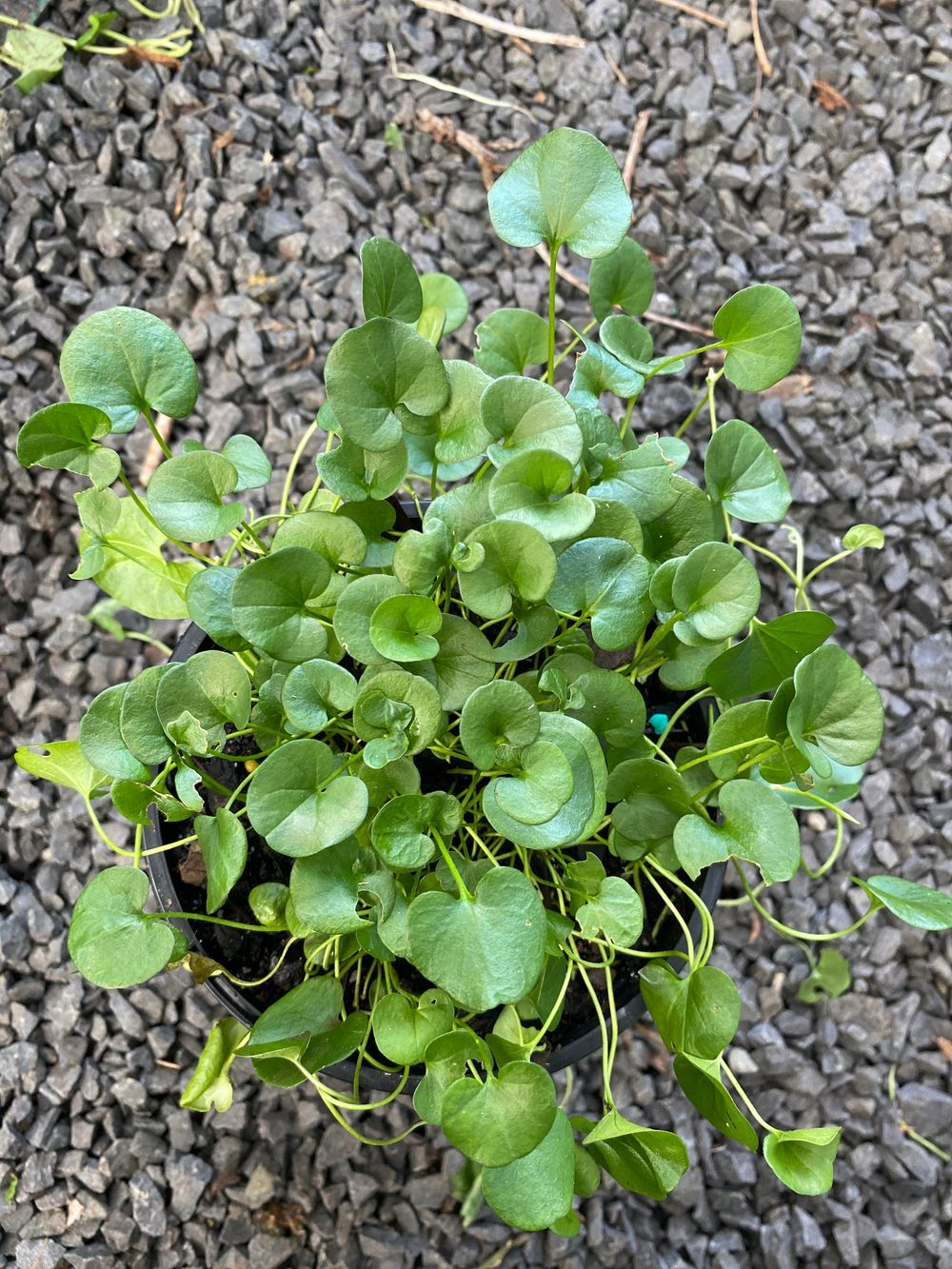 DICHONDRA REPENS (14CM)